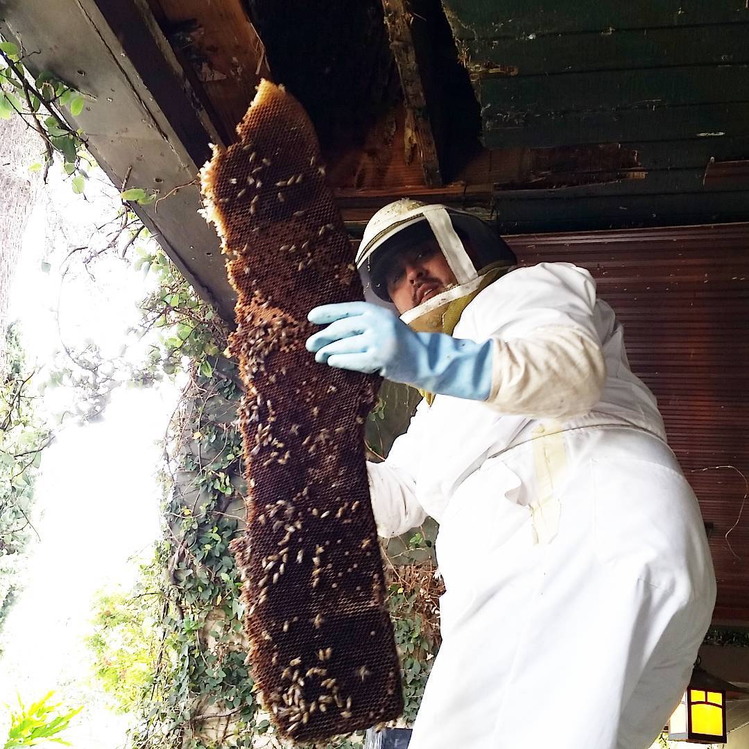 Beecasso Bee Removal holding a large section of honeycomb during a live honeybee removal from a Los Angeles roof.