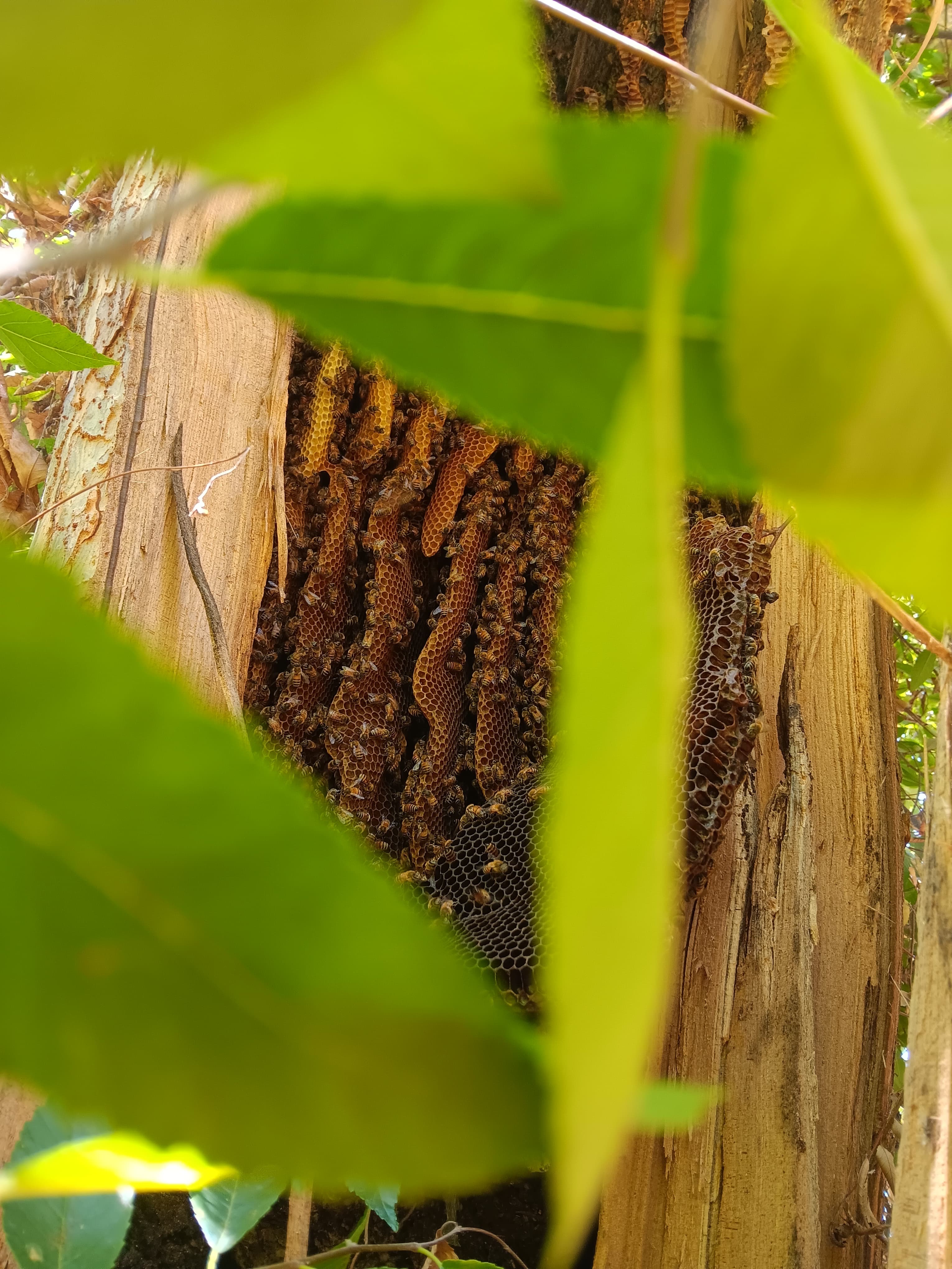 Established honeybee colony and comb inside a hollow tree cavity