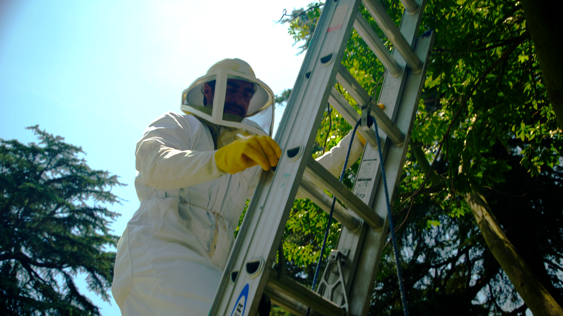 Steve Downs of Beecasso Bee Removal working from a ladder to repair a roofline following a live honeybee removal in Los Angeles.