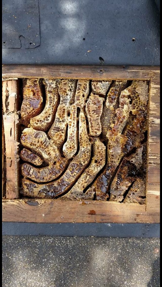 Honey-filled comb exposed inside a structure during bee removal in Los Angeles