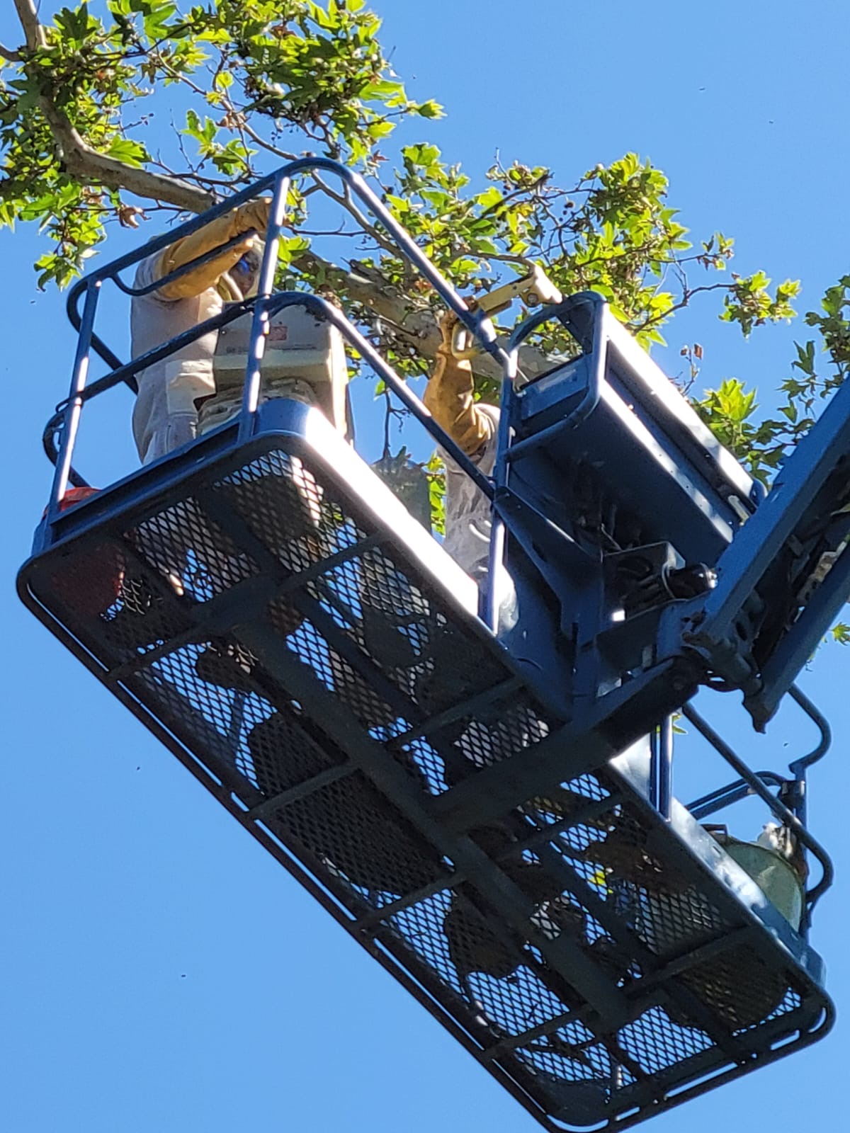 - Beekeepers using an aerial lift to access a honeybee colony high in a tree