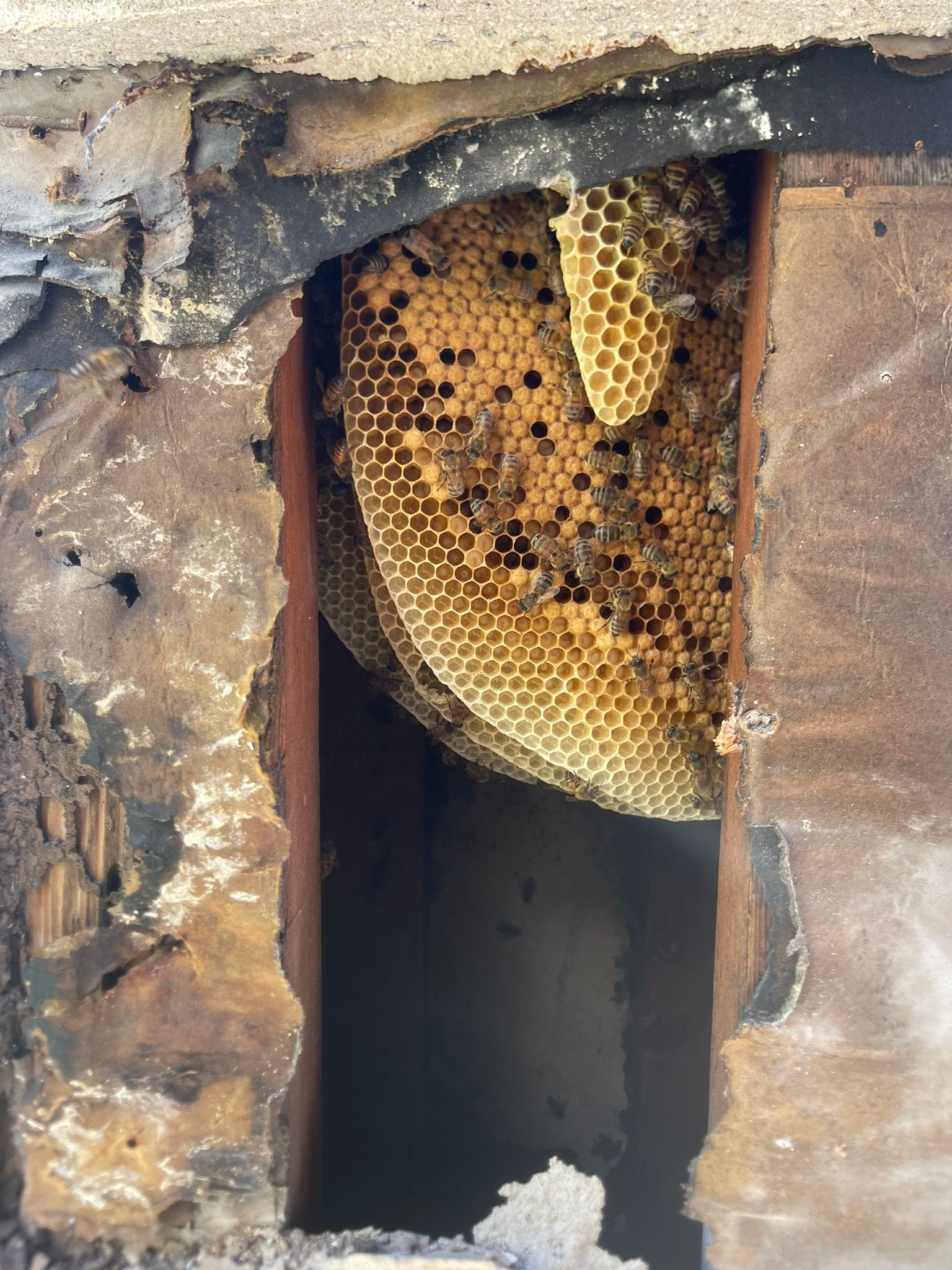 Colony established inside column