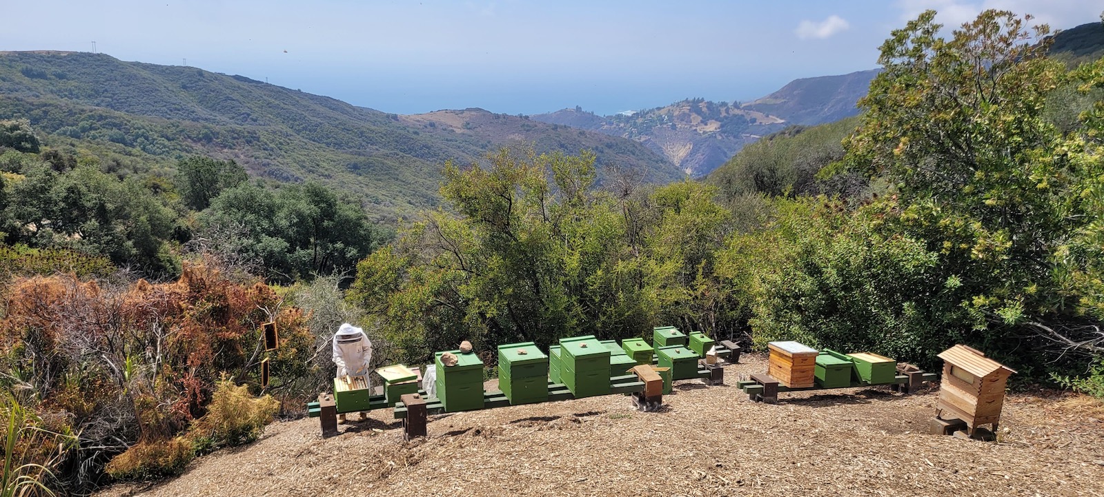 Beecasso bee sanctuary with relocated honey bee hives in Los Angeles