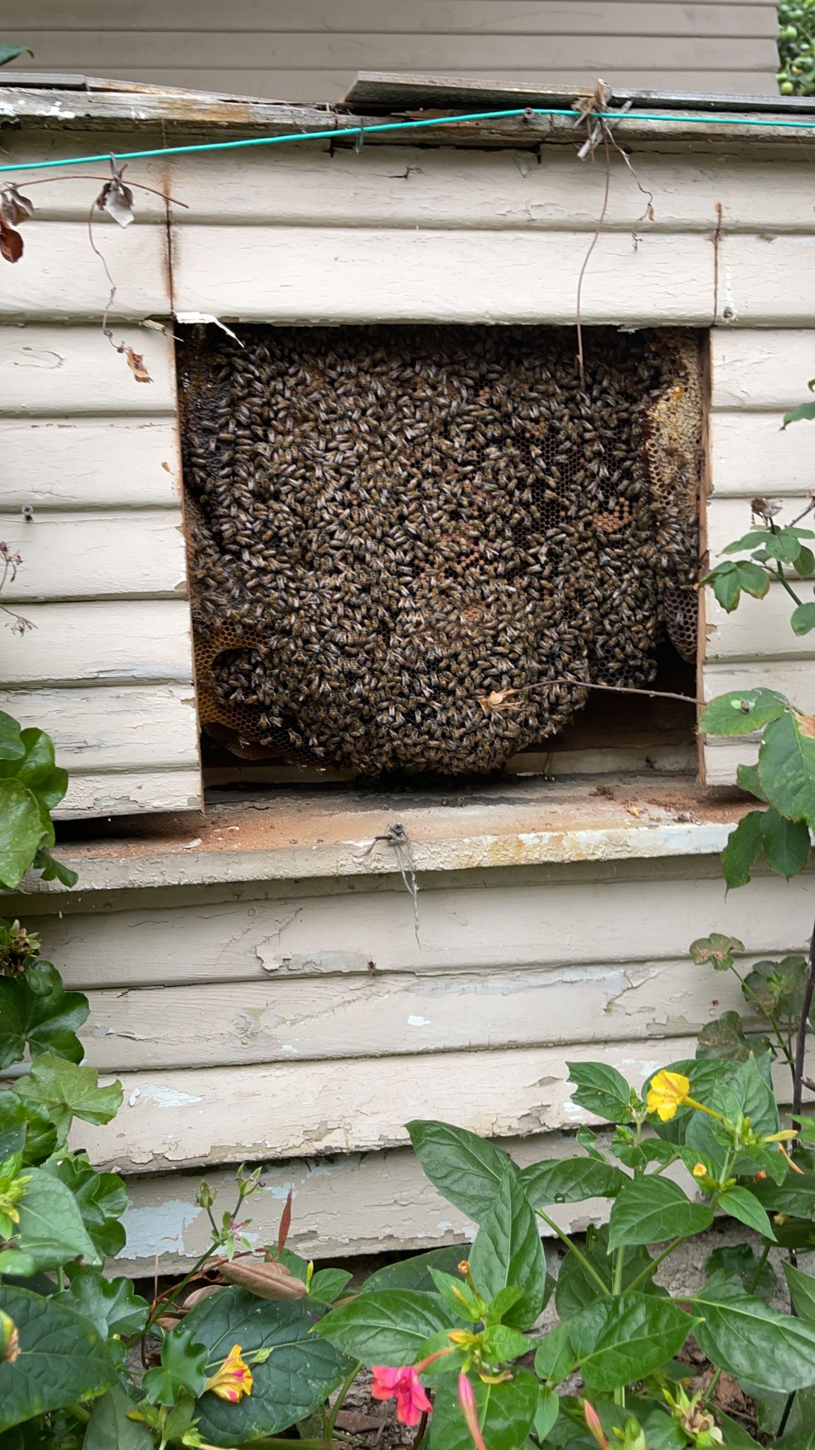 Honeybee colony found inside wall.