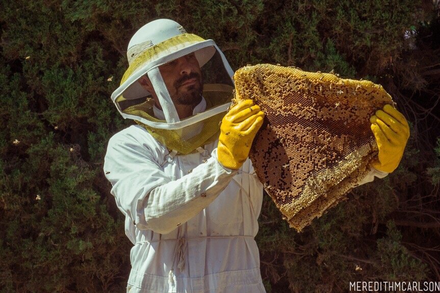 Steve Downs Removing honeycomb during live removal