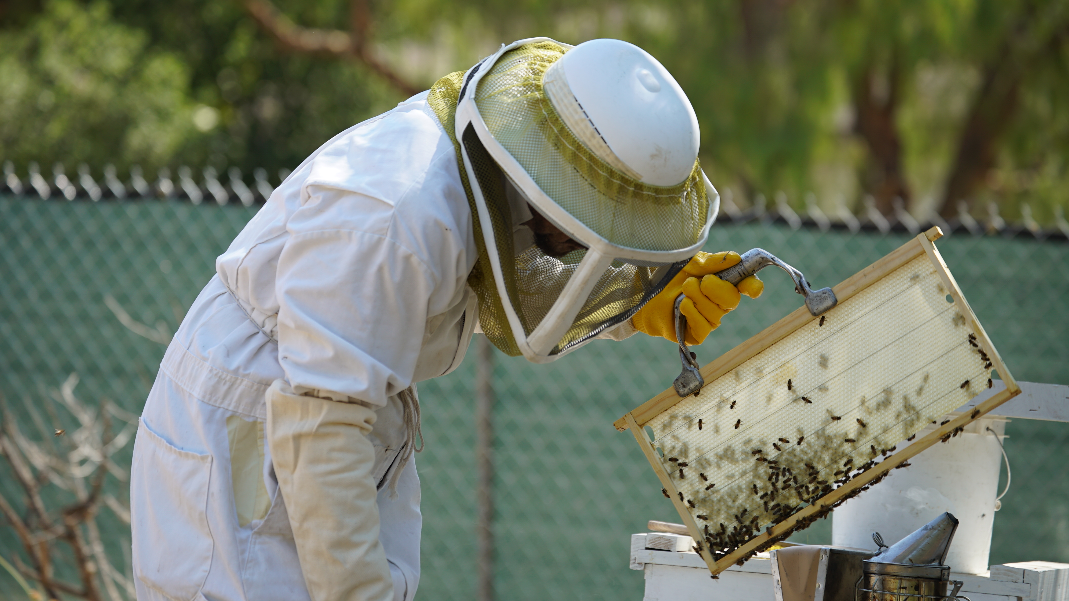 Checking on bees at the Beecasso Sanctuary