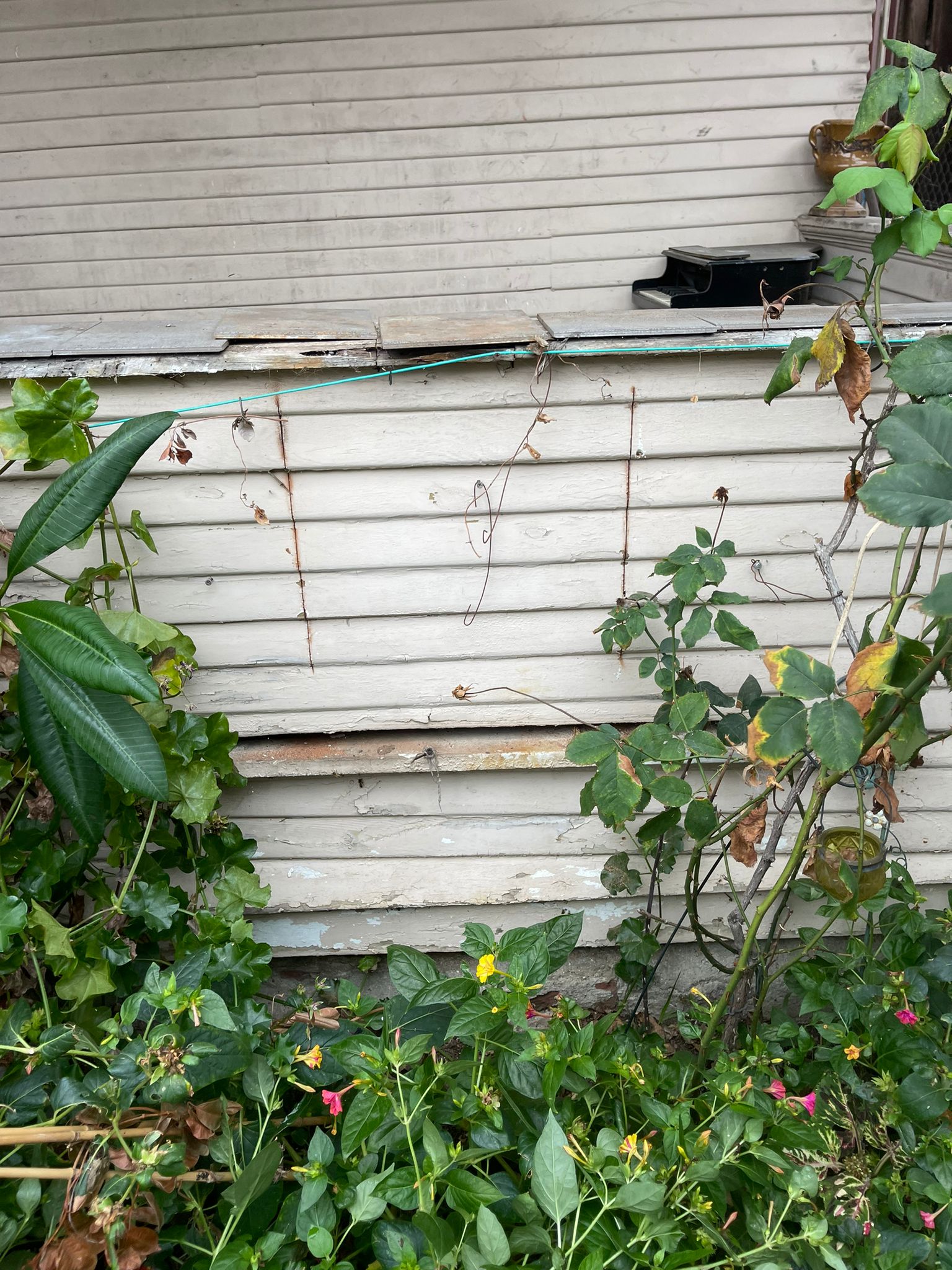 Section of wall to be opened to expose bees living inside.