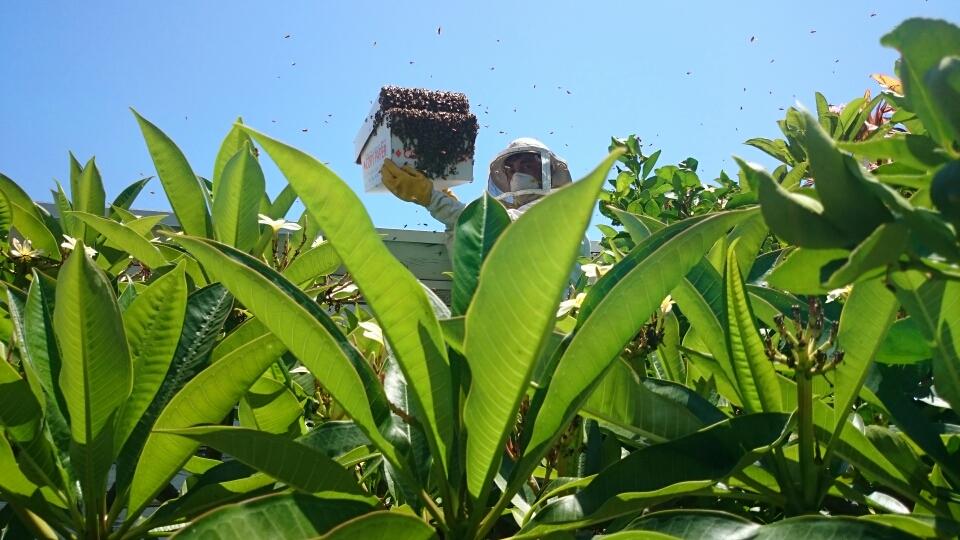 Live bee removal - bees are in the box