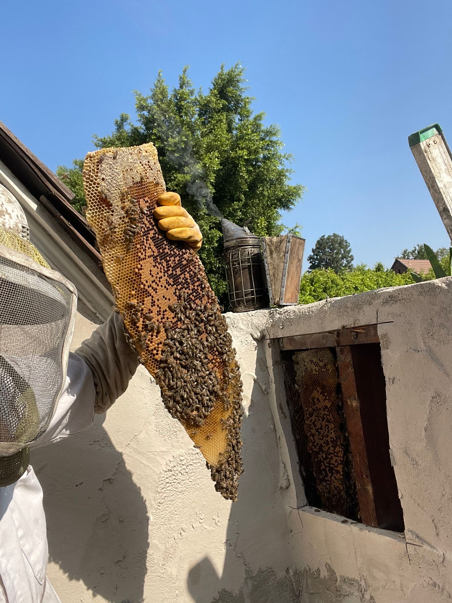 Bee Removal from stucco wall.
