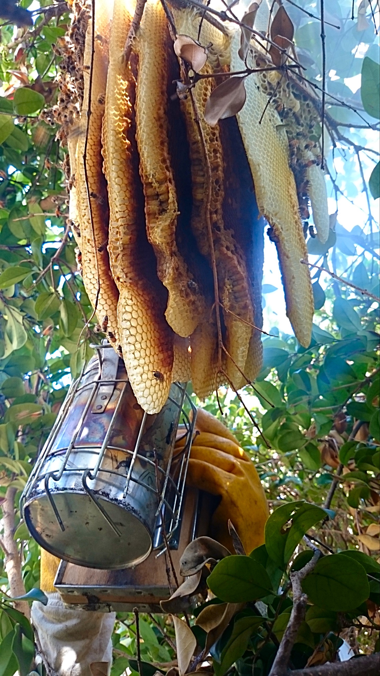 Honeybee colony in tree