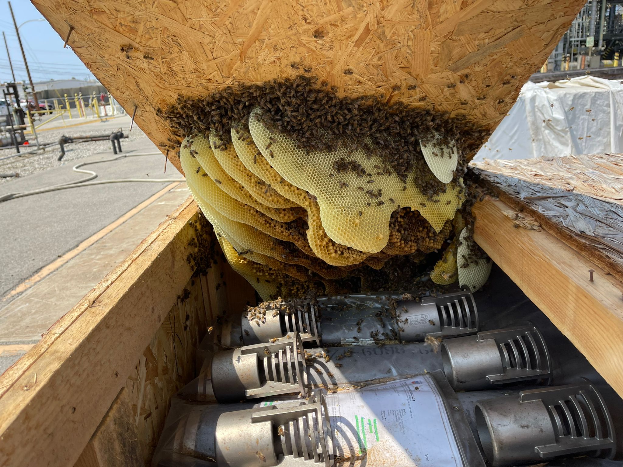 Bees inside cavity.