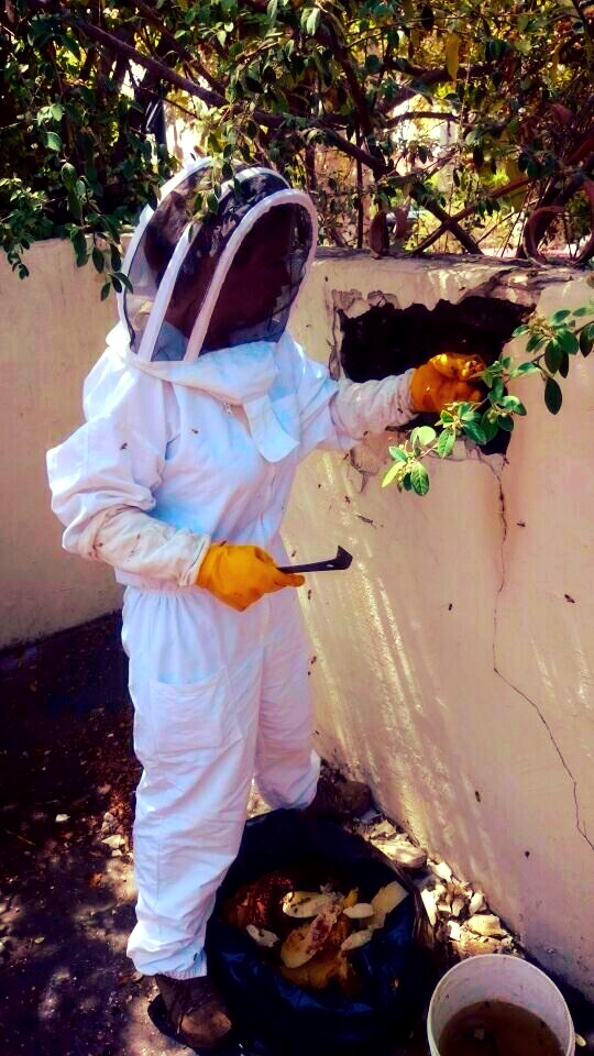 Bee removal from stucco wall