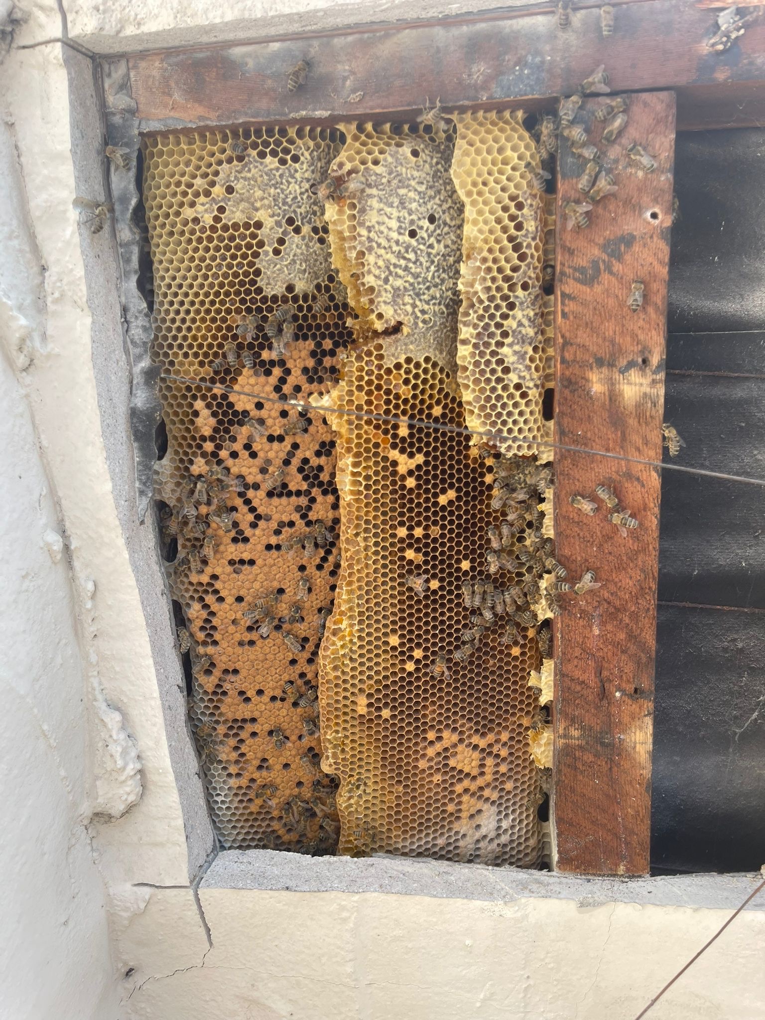 Hive Inside Wall