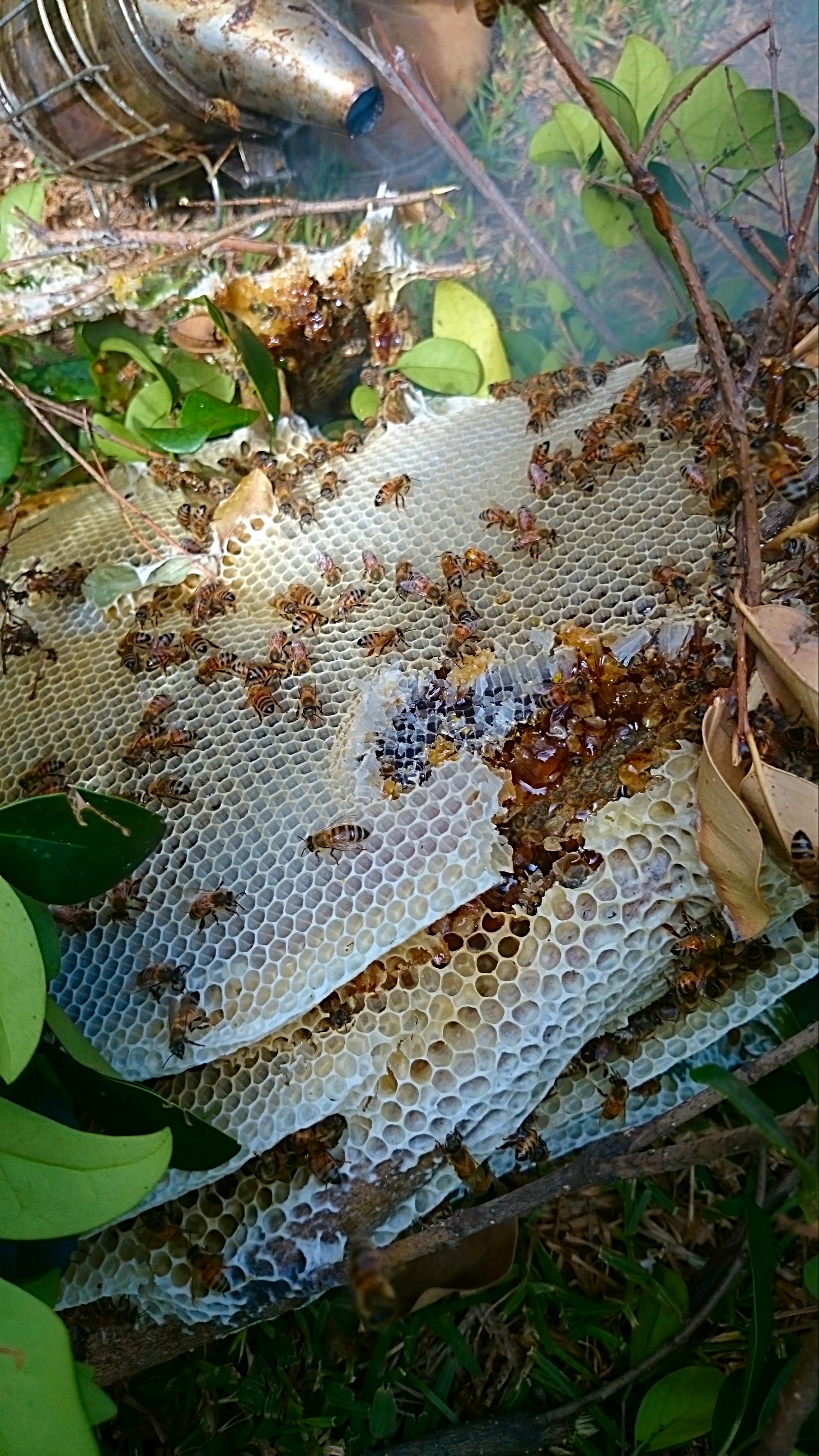 Close up honeycomb during removal