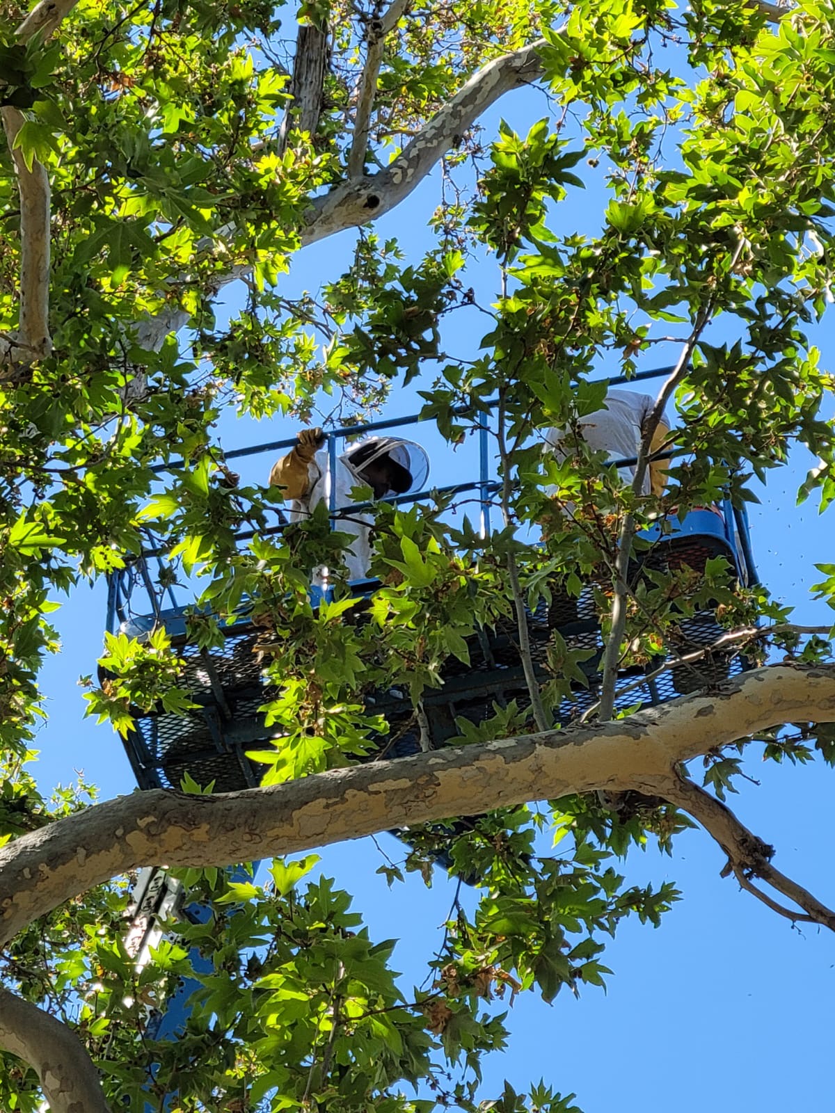 Live bee removal from tree in Pasadena 